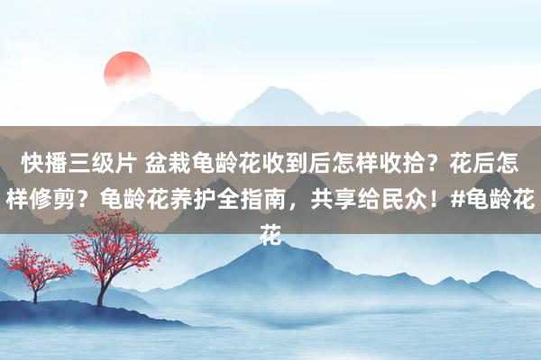 快播三级片 盆栽龟龄花收到后怎样收拾？花后怎样修剪？龟龄花养护全指南，共享给民众！#龟龄花
